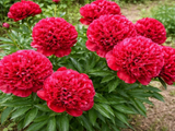 Pivoňka bylinná Red Sarah Bernhardt, květináč 1,5 l