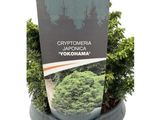 Kryptomerie japonská Yokohama, výška 20–30 cm, květináč 19 cm
