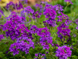Sporýš Homestead Purple