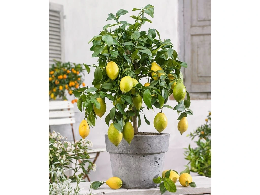 Citroník na kmínku 20–25 cm, výška 60–80 cm, květináč 5 l