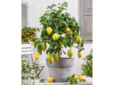 Citroník na kmínku 20–25 cm, výška 60–80 cm, květináč 5 l