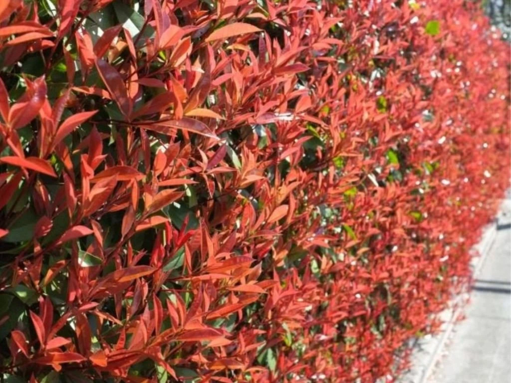 Blýskavka Fraserova Carre Rouge, výška 20–40 cm, květináč 11 cm