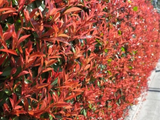 Blýskavka Fraserova Carre Rouge, výška 20–40 cm, květináč 11 cm