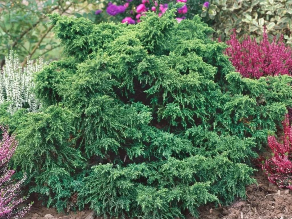 Kryptomerie japonská Yokohama, výška 20–30 cm, květináč 19 cm