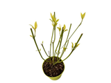 Svída výběžkatá Flaviramea, výška 30–40 cm, květináč 14 cm