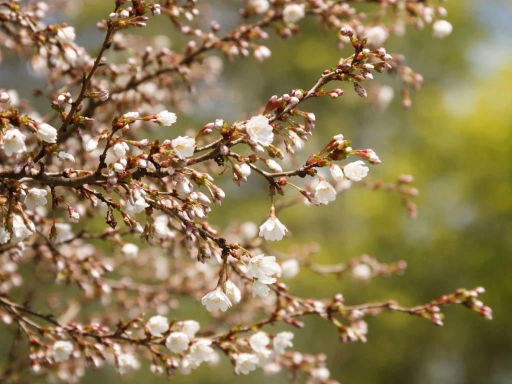 Okrasná čerešňa Kojou - no - mai, výška 30-40 cm, kvetináč 2,5 l