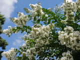 Myrta krepová Bianco Grassi na kmínku 80–90 cm, výška 120–140 cm, květináč 9 l