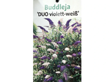 Komule Davidova Duo fialovobílá, výška 20–40 cm, květináč 17 cm