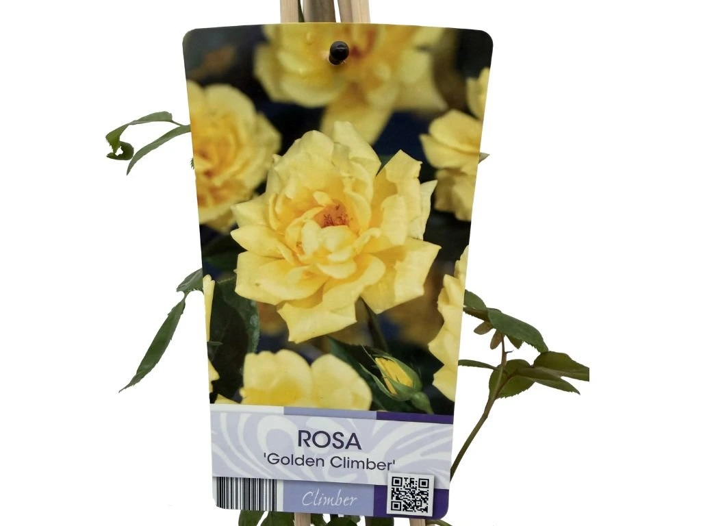 Růže popínavá Golden Climber, výška 50–60 cm, květináč 17 cm