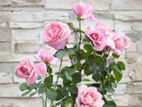 Růže popínavá Crazy in Love Pink, výška 50–60 cm, květináč 15 cm
