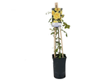 Růže popínavá Golden Climber, výška 50–60 cm, květináč 17 cm
