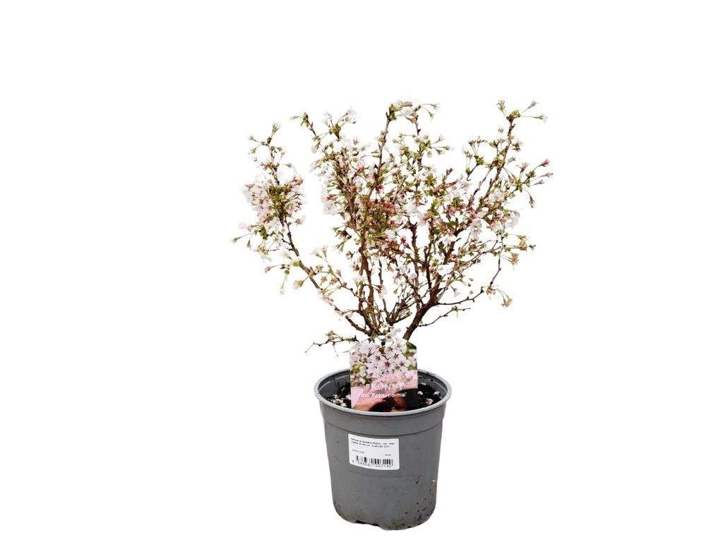 Okrasná čerešňa Kojou - no - mai, výška 30-40 cm, kvetináč 2,5 l