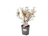 Okrasná čerešňa Kojou - no - mai, výška 30-40 cm, kvetináč 2,5 l