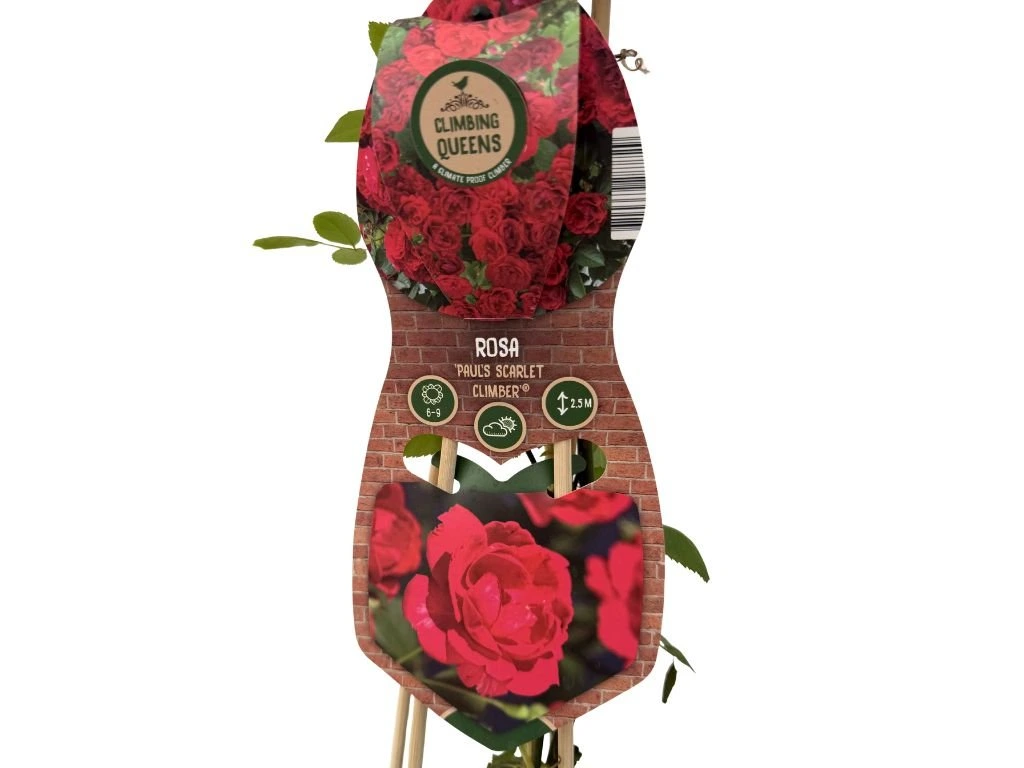 Růže popínavá Pauls Scarlet Climber, výška 50–60 cm, květináč 1,5 l