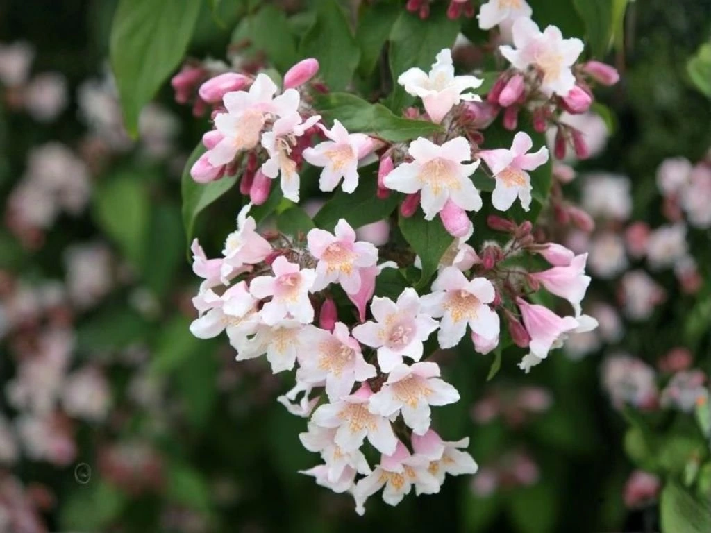 Kolkvície sličná Pink Cloud, výška 20–30 cm, květináč 2 l