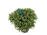 Kryptomerie japonská Globosa Nana, výška cca 30 cm, květináč 10 l