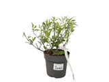 Komule Davidova Duo růžovobílá, výška 20–40 cm, květináč 17 cm