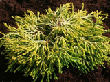 Cypřišek tupolistý Tsatsumi Gold, výška 10–20 cm, květináč 2 l