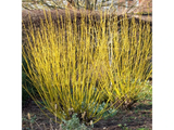 Svída výběžkatá Flaviramea, výška 30–40 cm, květináč 14 cm