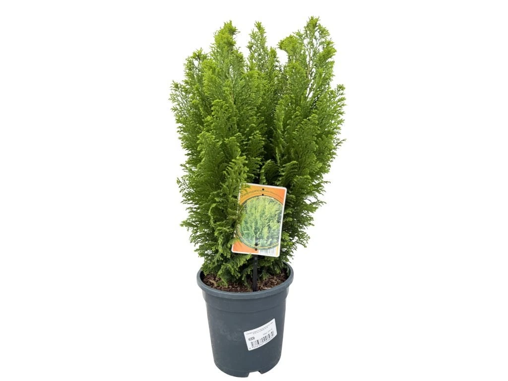 Cypřišek Lawsonův Ellwoodii Empire, výška 50–60 cm, květináč 19 cm