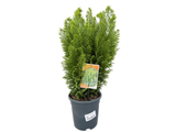 Cypřišek Lawsonův Ellwoodii Empire, výška 50–60 cm, květináč 19 cm