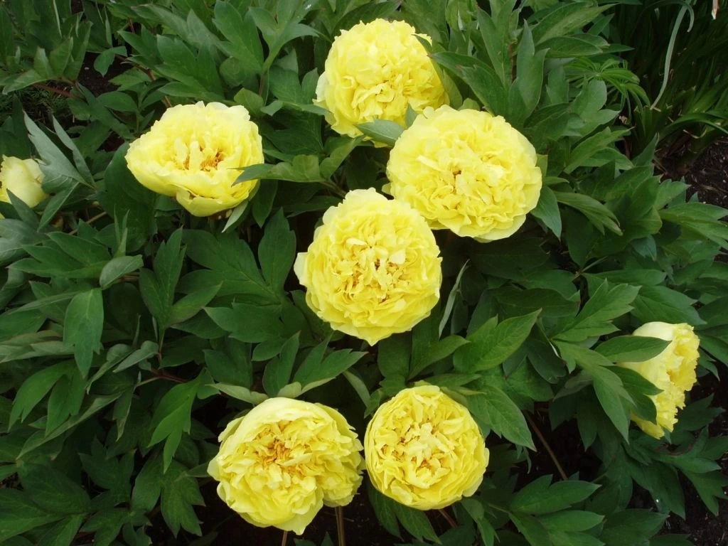 Pivoňka hybridní Itoh Yellow Crown, květináč 1,5 l