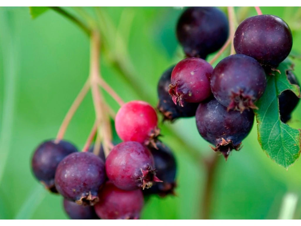 Muchovník olšolistý Saskatoon Berry, výška 20–40 cm, květináč 21 cm