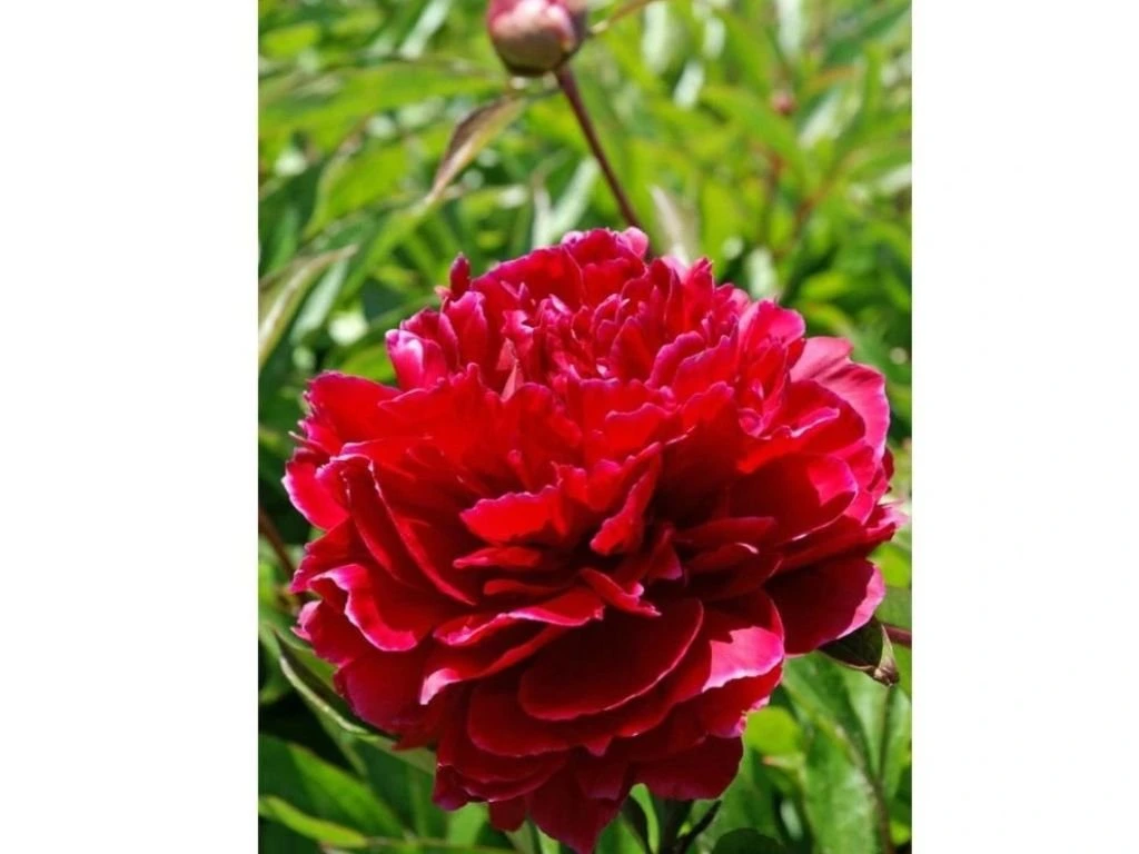 Pivoňka bylinná Red Sarah Bernhardt, květináč 1,5 l