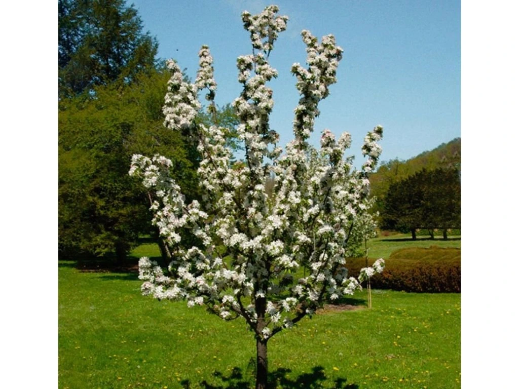 Okrasná jabloň Golden Hornet na kmínku 130–140 cm, výška 170–200 cm, květináč 25 l