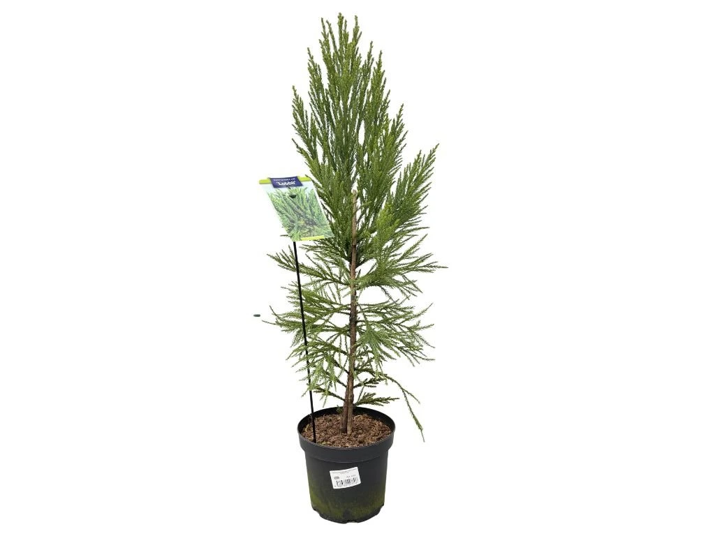 Kryptomerie japonská Lobbii, výška 70–90 cm, květináč 23 cm
