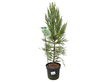Kryptomerie japonská Lobbii, výška 70–90 cm, květináč 23 cm