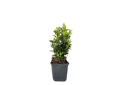 Brslen japonský Green Spire, výška 10–20 cm, květináč 9 cm
