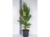 Kryptomerie japonská Jindai, výška 60–80 cm, květináč 23 cm