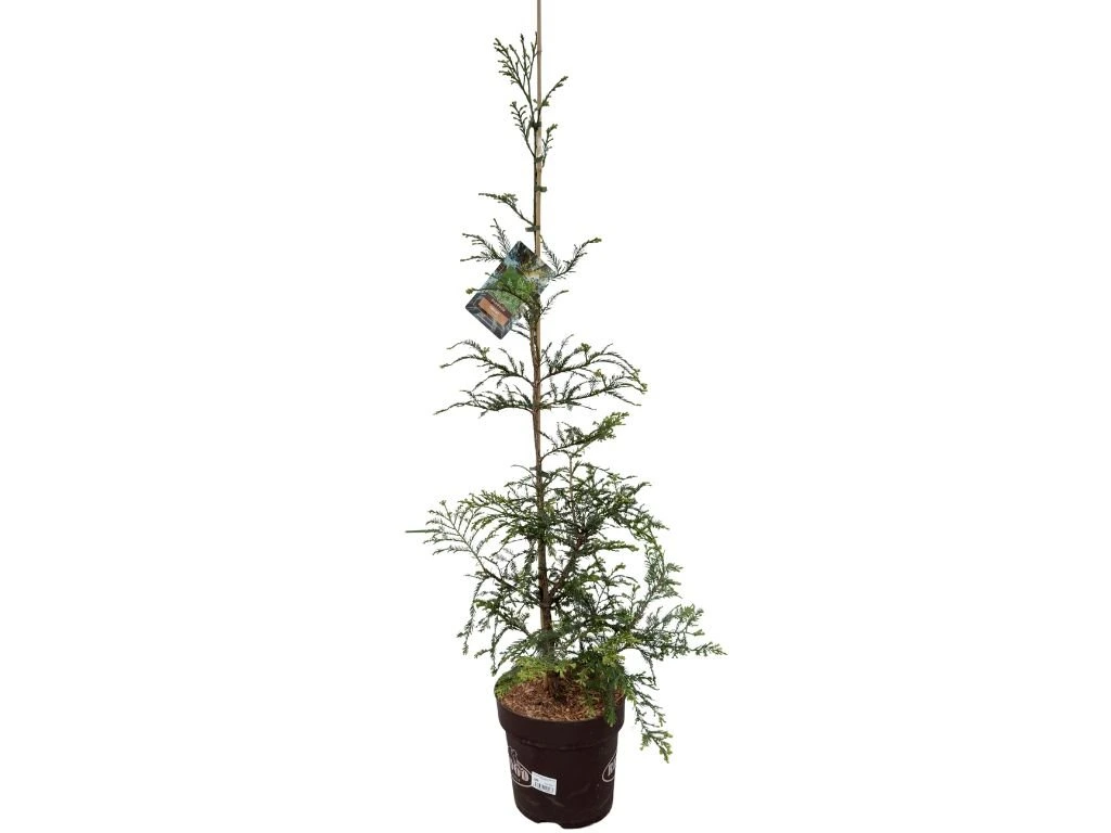 Sekvoj vždyzelený Illa Martin, výška 140–160 cm, květináč 15 l