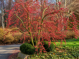 Okrasná jabloň Red Sentinel, výška 80–100 cm, květináč 26 cm