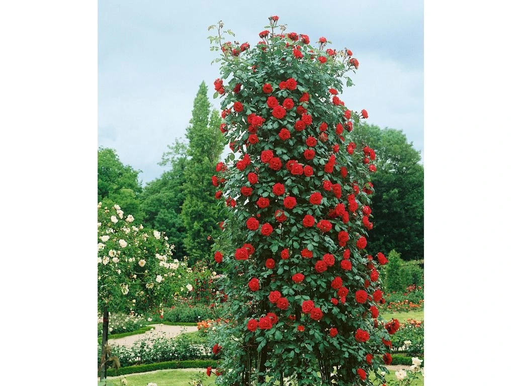 Růže popínavá Heidelberg, výška 50–60 cm, květináč 1,5 l
