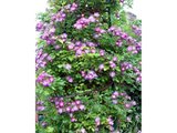 Růže popínavá Veilchenblau, výška 50–60 cm, květináč 17 cm