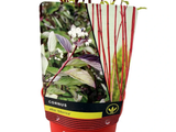 Svída bílá Sibirica, výška 30–40 cm, květináč 14 cm