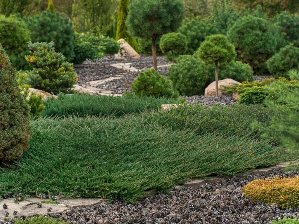 Jalovec obecný Green Carpet, květináč 2 l