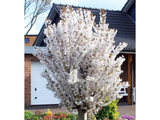 Okrasná třešeň Brilliant, výška 50–80 cm, květináč 23 cm