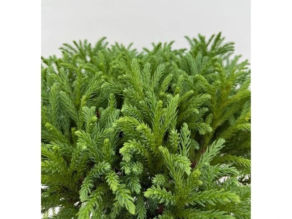 Kryptomerie japonská Globosa Nana na kmínku 40–50 cm, výška 80–100 cm, květináč 30 l