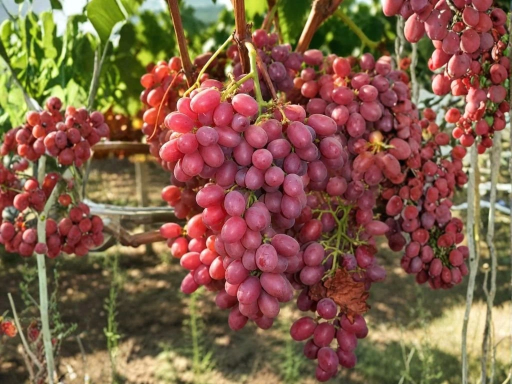 Réva vinná stolní Crimson, vyvázaná, výška 150–175 cm, květináč 5 l