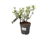 Komule Davidova Duo fialovobílá, výška 20–40 cm, květináč 17 cm