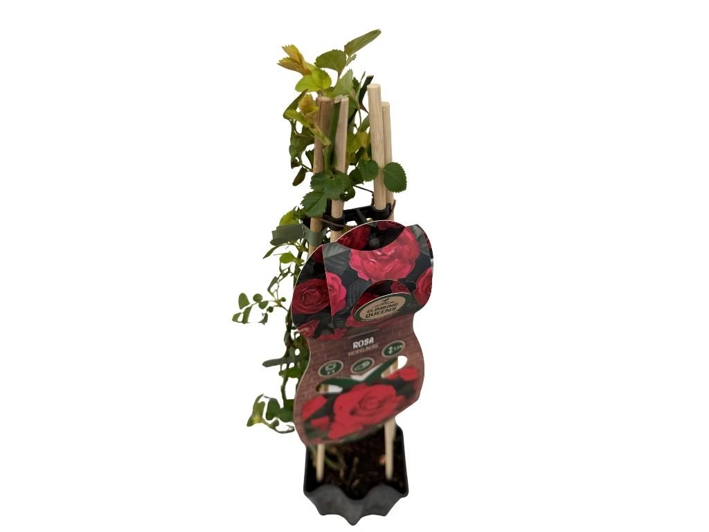 Růže popínavá Heidelberg, výška 50–60 cm, květináč 1,5 l