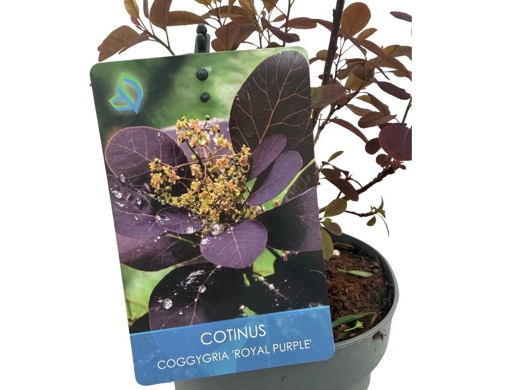 Ruj vlasatá Royal Purple, výška 20–40 cm, květináč 17 cm