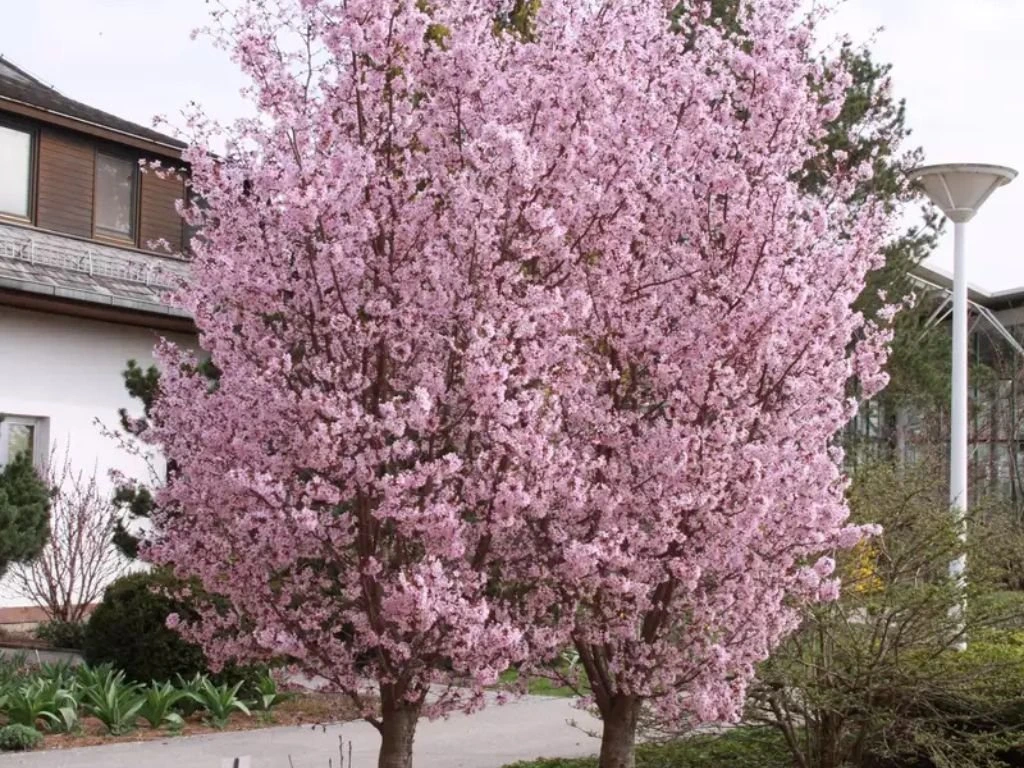 Okrasná slivoň Ruby, výška 50–80 cm, květináč 23 cm