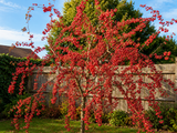 Okrasná jabloň Red Sentinel, výška 80–100 cm, květináč 26 cm