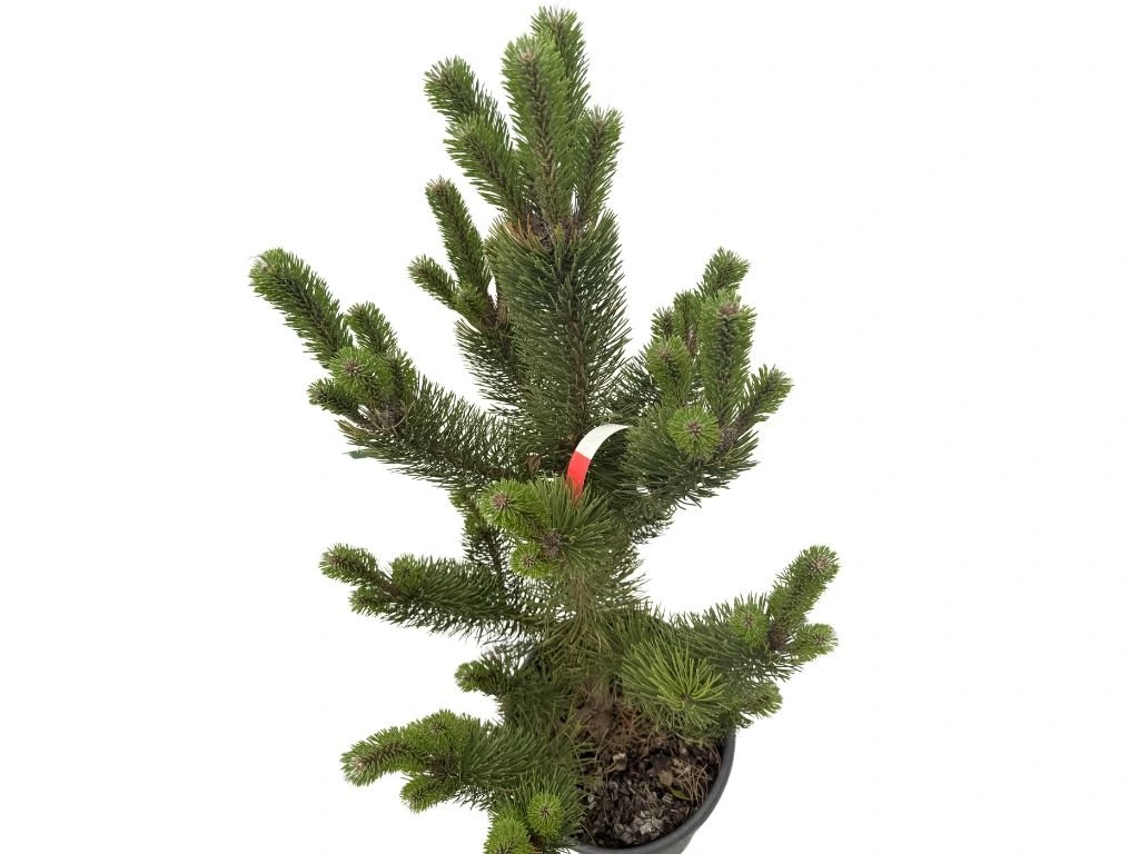 Borovice černá Oregon Green, výška 60–80 cm, květináč 12 l