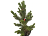 Borovice černá Oregon Green, výška 60–80 cm, květináč 12 l
