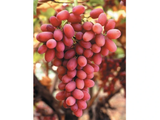 Réva vinná stolní Crimson, vyvázaná, výška 150–175 cm, květináč 5 l